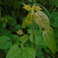 Croton caudatus Geiseler